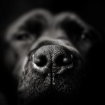 dog-lab-labrador-retriever-Favim.com-472757