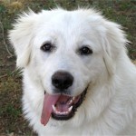 greatpyrenees_hyde