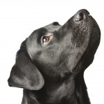 The dog black labrador looks upwards. isolated on white