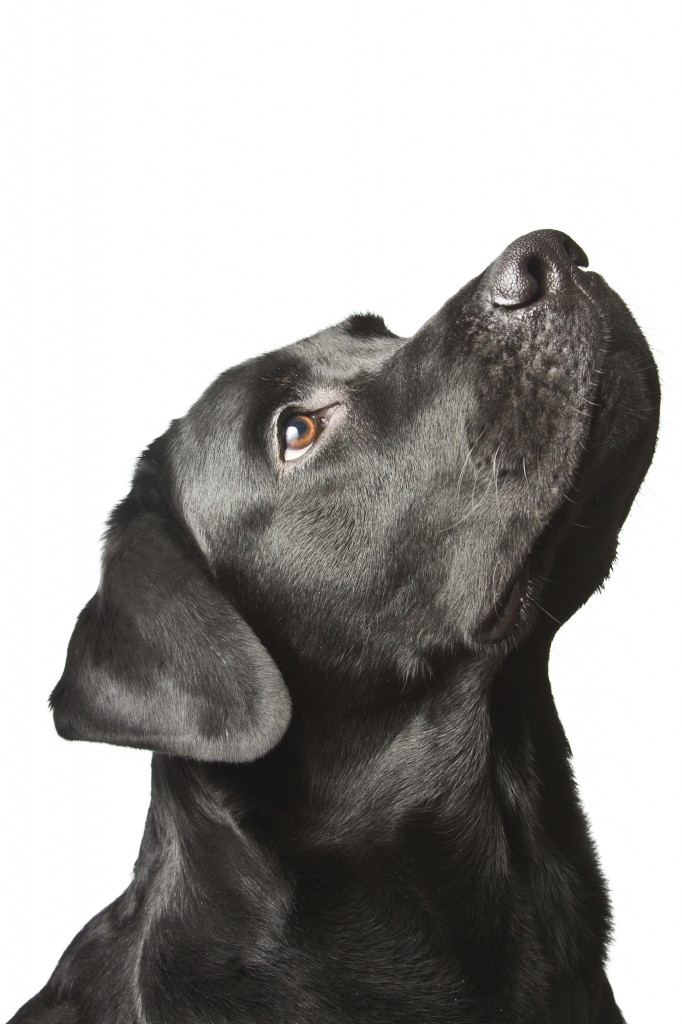 The dog black labrador looks upwards. isolated on white