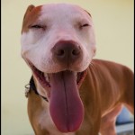 pit-bull-pictures13