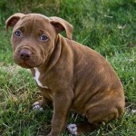 pit-bull-pictures19