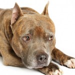 pit-bull1-592x379