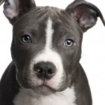 pitbull-story