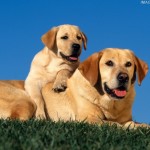 yellow_labrador_retriever_and_puppy-1024x768