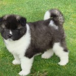 Akita-puppy-picture