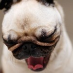 Beautiful-Pug-pugs-13728062-1920-1199