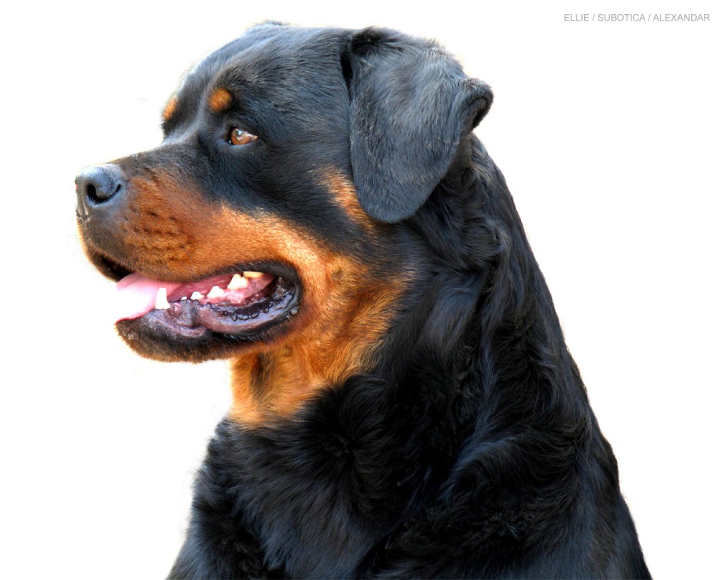 Beautiful-Rottweiler-rottweiler-13379005-1280-1024