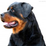 Beautiful-Rottweiler-rottweiler-13379005-1280-1024