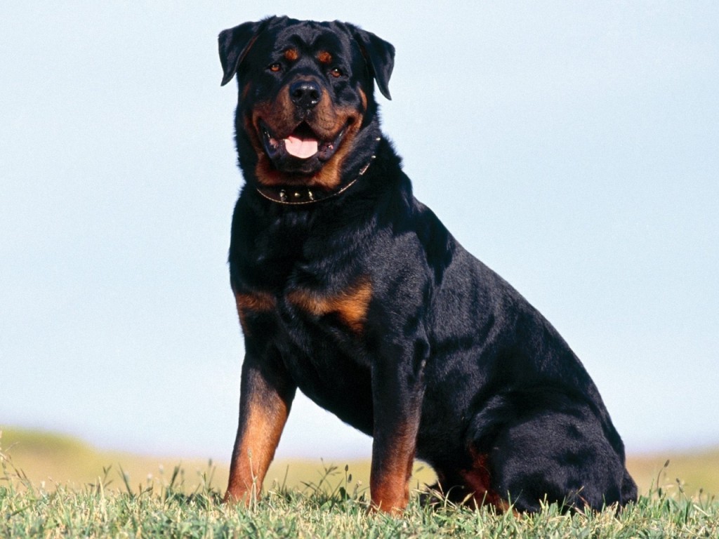 Beautiful-Rottweiler-rottweiler-13379022-1280-960