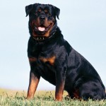 Beautiful-Rottweiler-rottweiler-13379022-1280-960