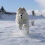 Samoyed