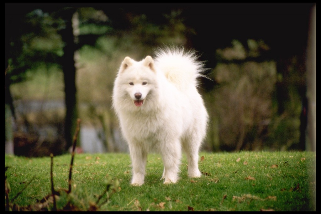 Samoyed 415080