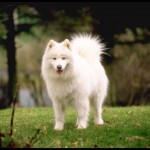 Samoyed 415080