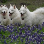 Texas_Sams