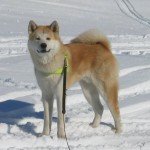 akita pictures