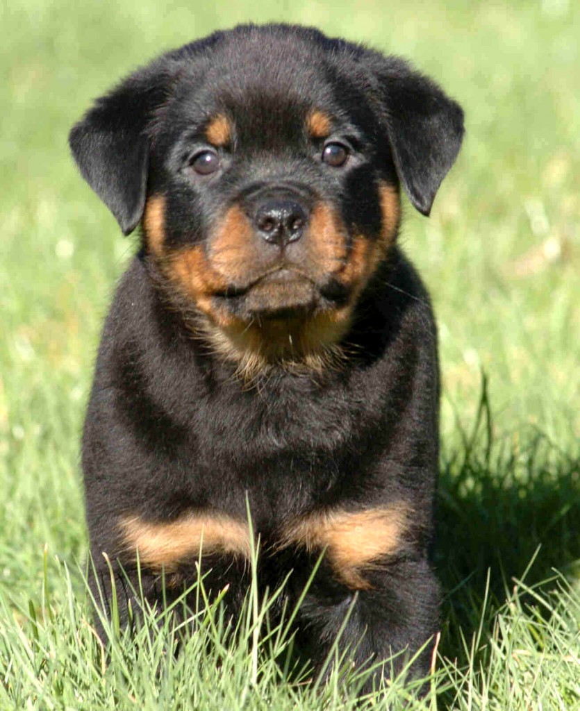 licorice_3_7_and_a_half_weeks