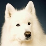 samoyed dog Wallpaper__yvt2