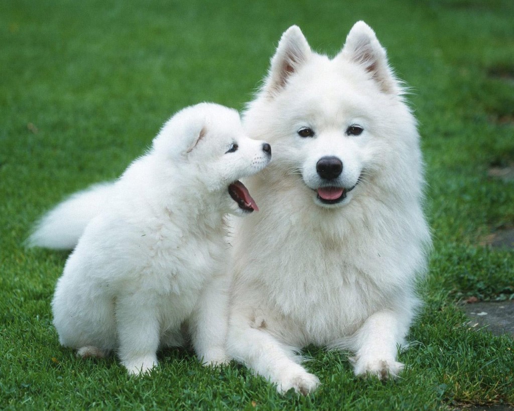 samoyed_3