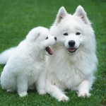 samoyed_3