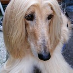 Afghan_Hound_portrait